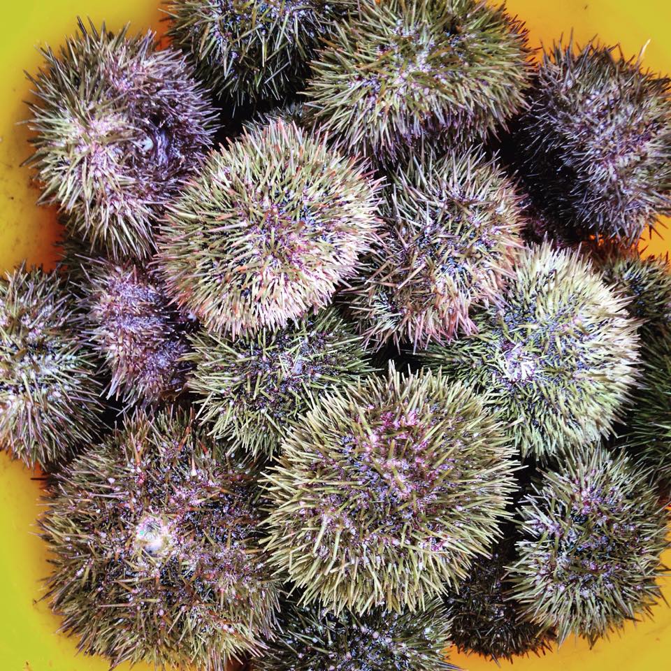 Atlantic Sea Urchin (2 lb)