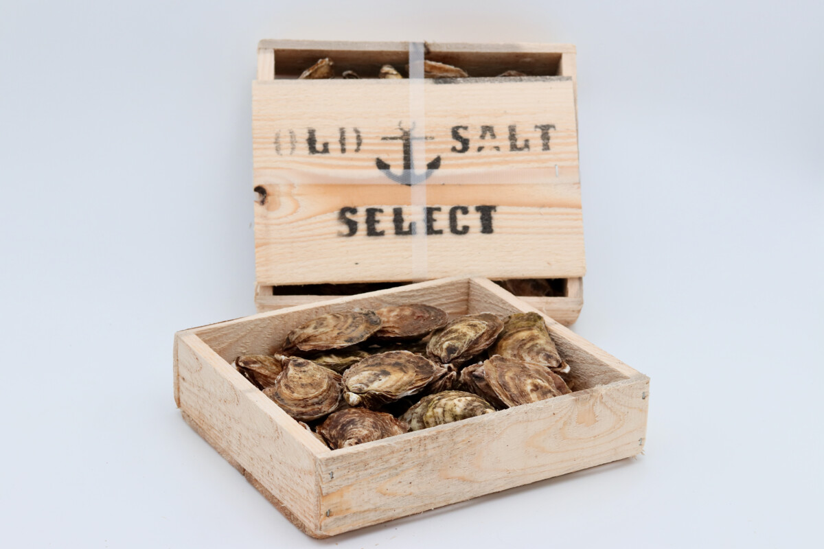 Old Salt Oysters