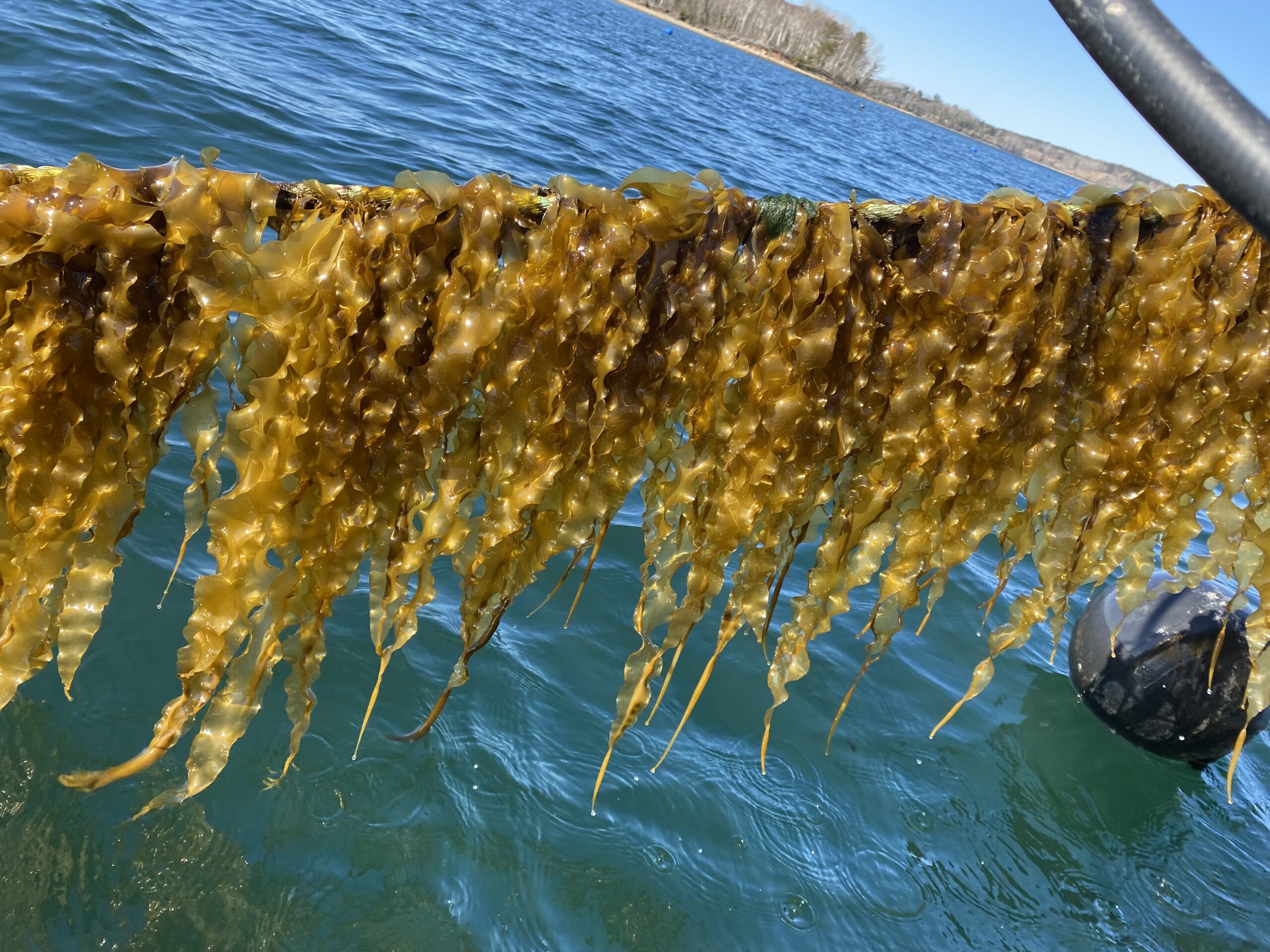 Fresh Kelp
