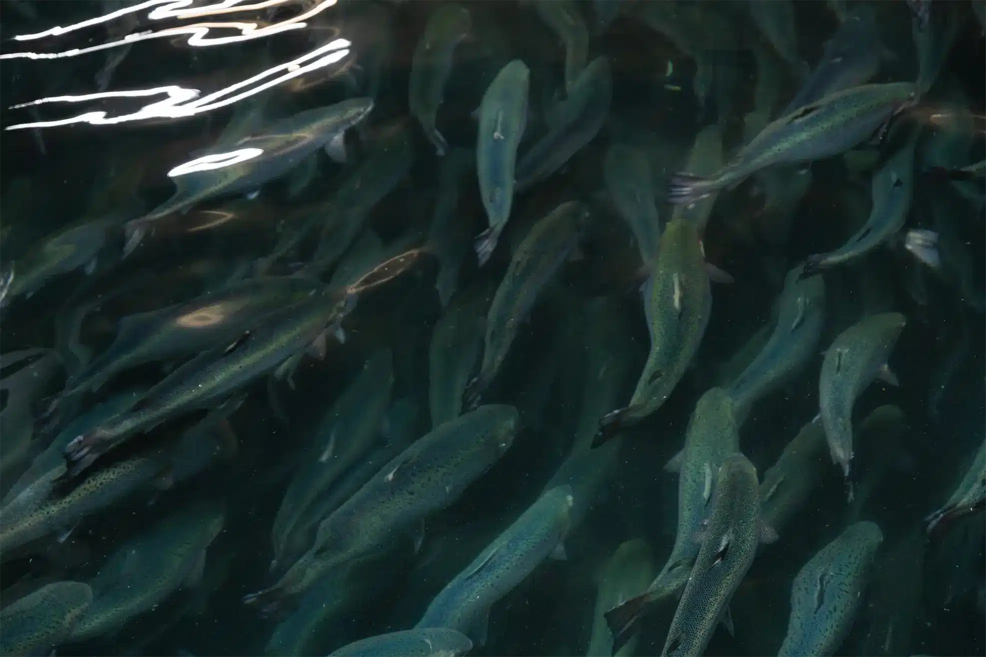 What is sustainable seafood and why it matters