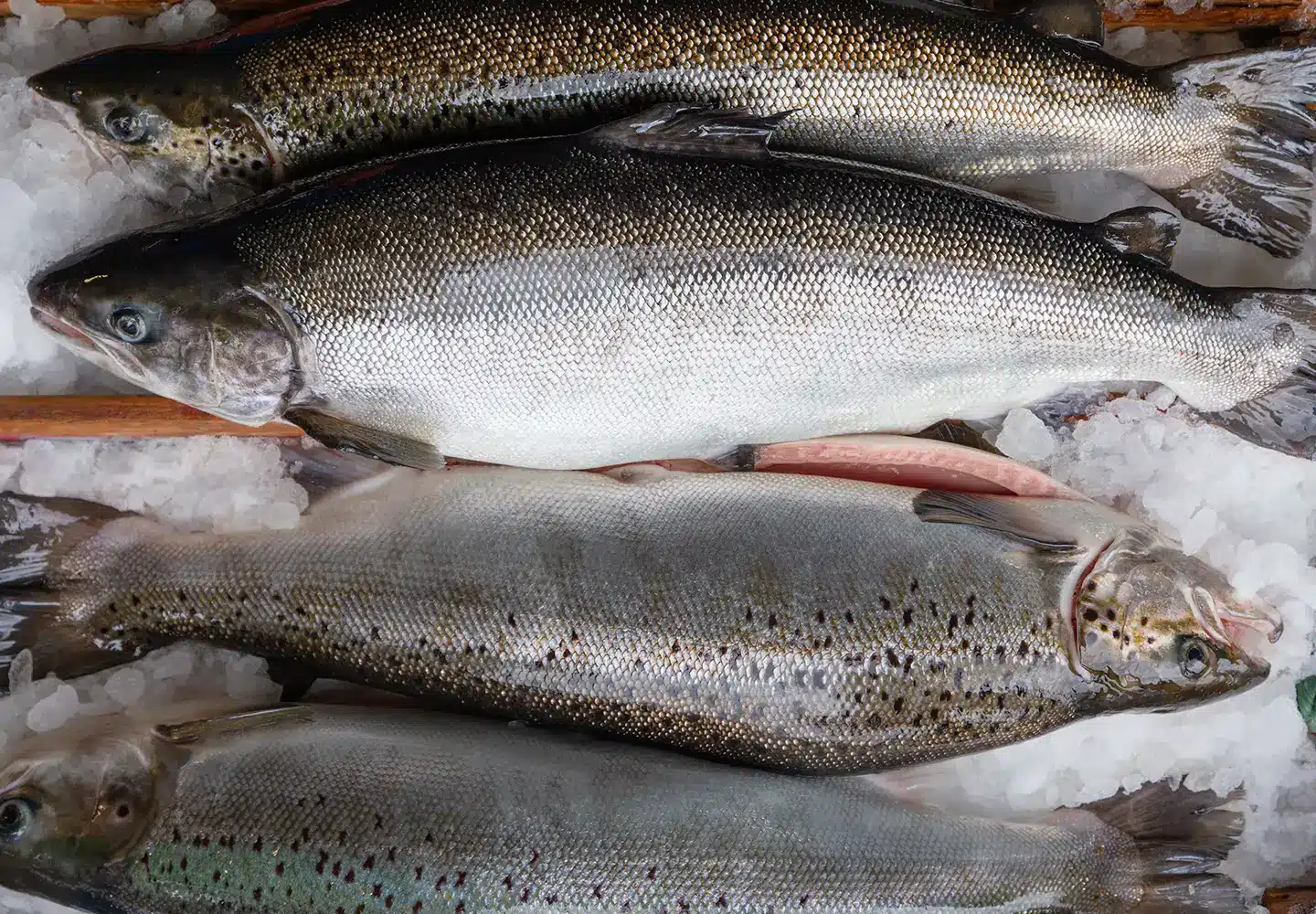 Fun facts about salmon