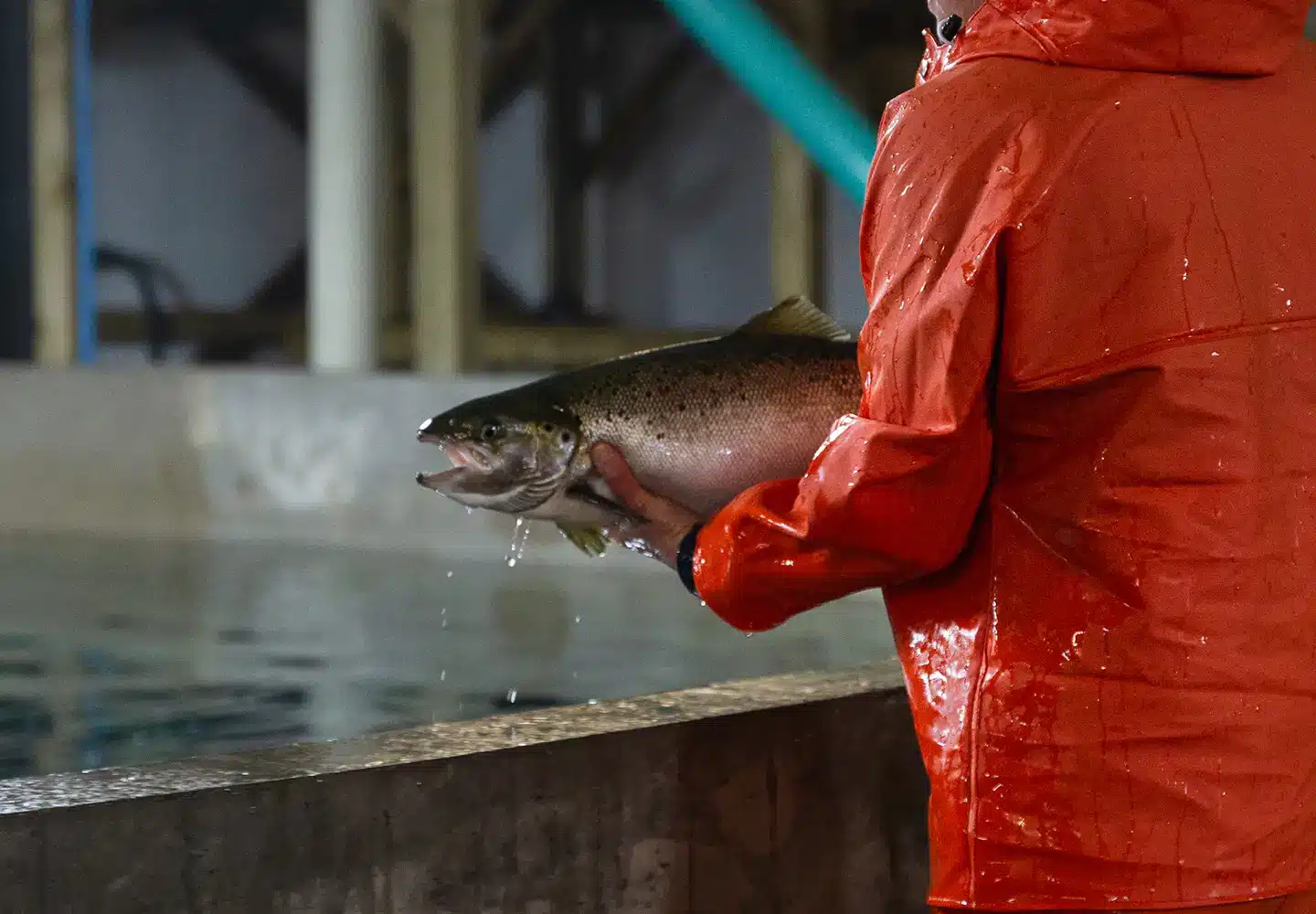 aquaculture canada sustainable blue salmon