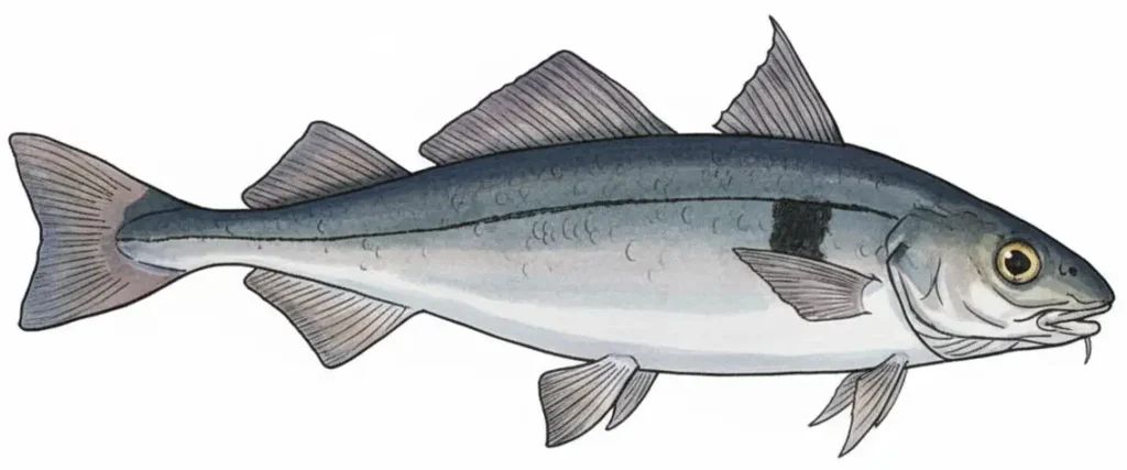 fun facts about haddock