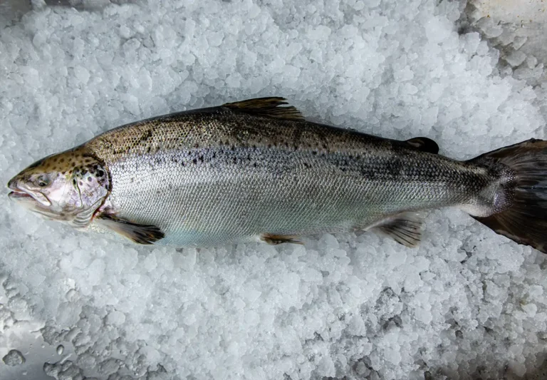 ultimate guide to salmon - farmed atlantic salmon