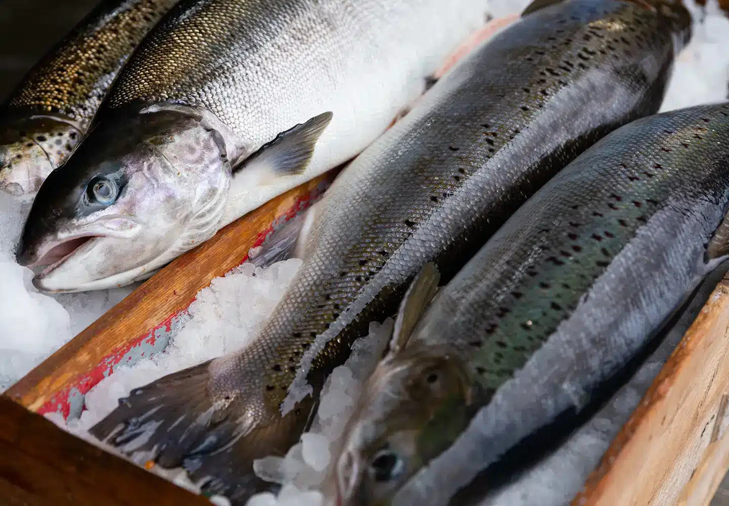 ultimate guide to salmon