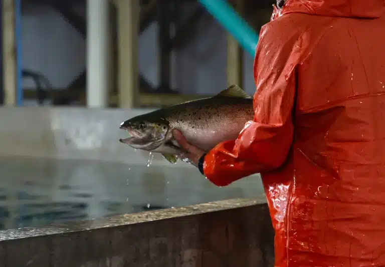 land-based salmon farming