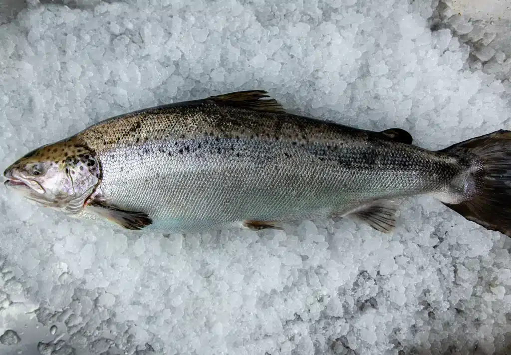 land-based aquaculture salmon