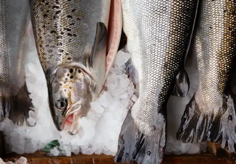 sustainable salmon in canada