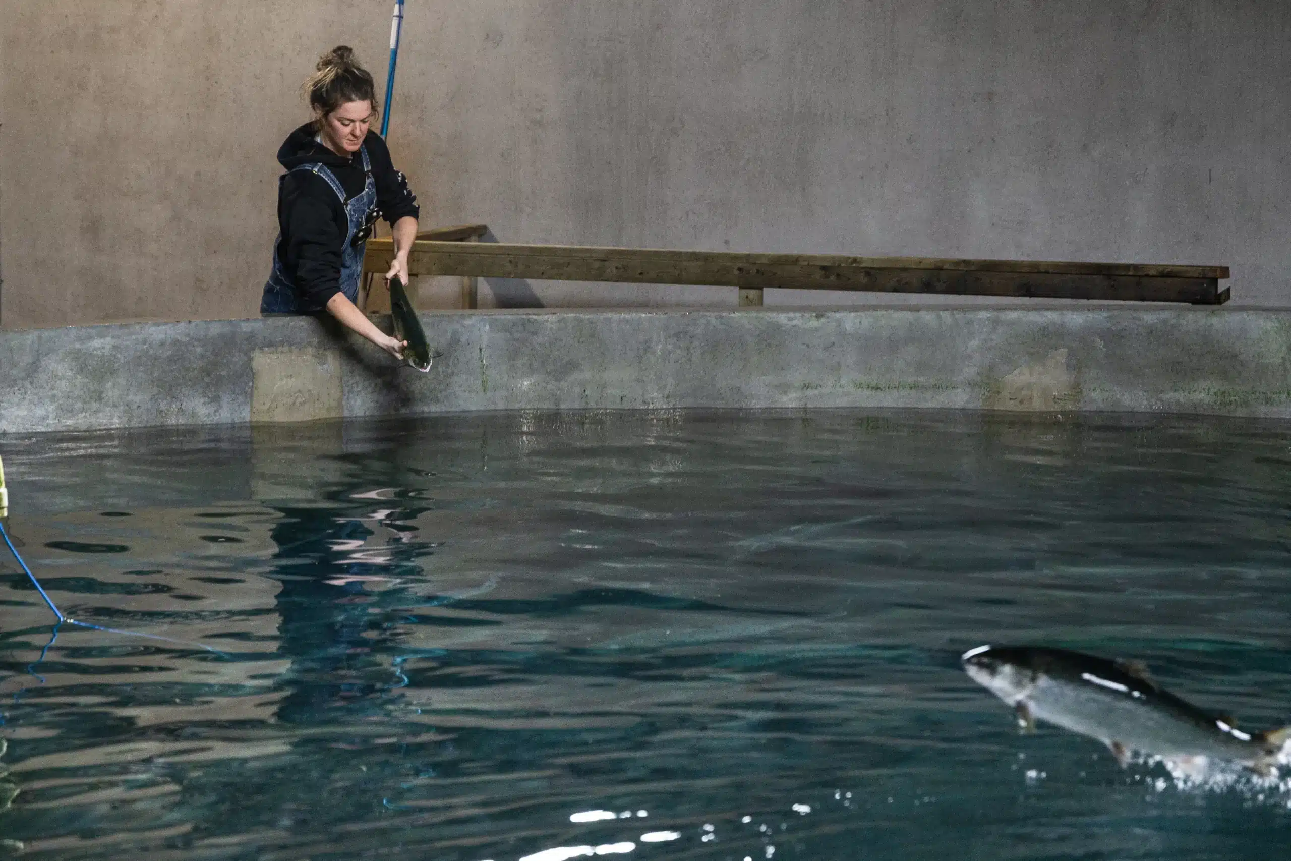 A farm technician releasing a salmon into a clear holding tank