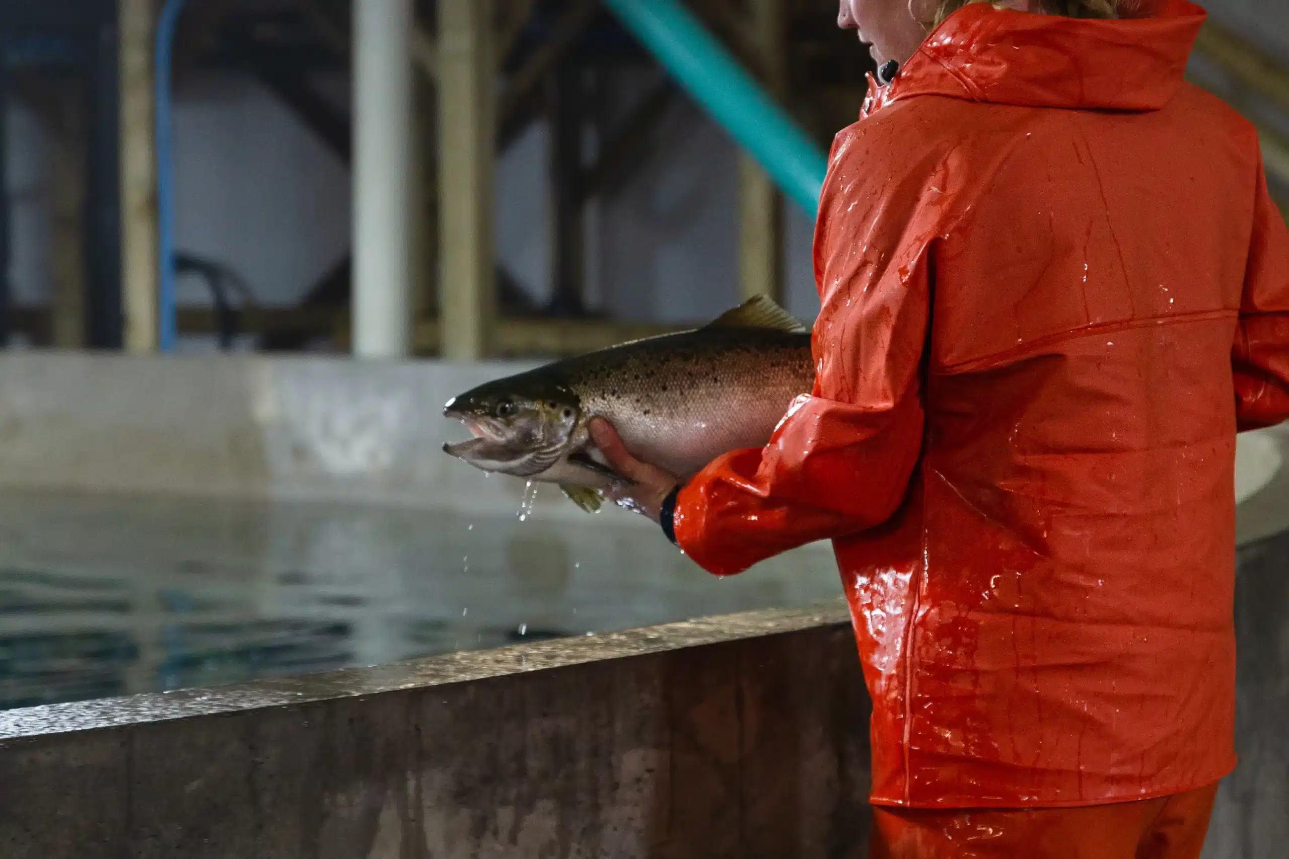 A worker in orange rain gear holding a salmon over a tank
