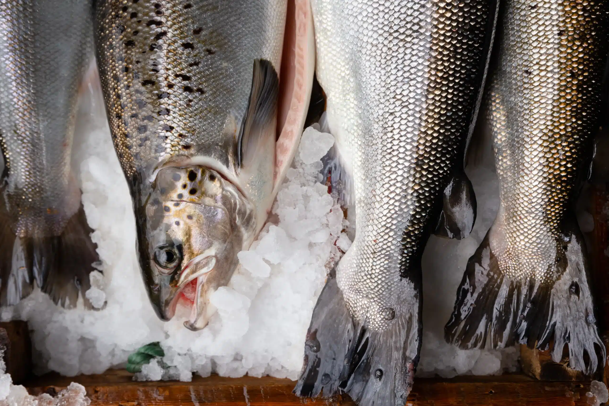 Whole Sustainable Blue salmon on ice