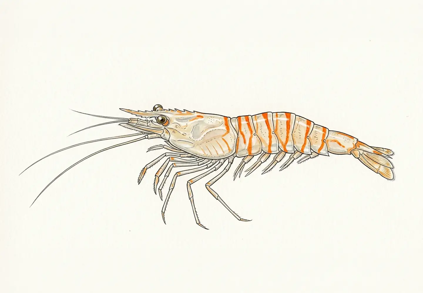 shrimp