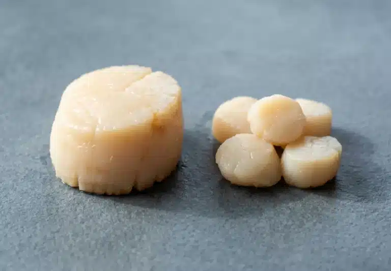 sea scallops vs bay scallops