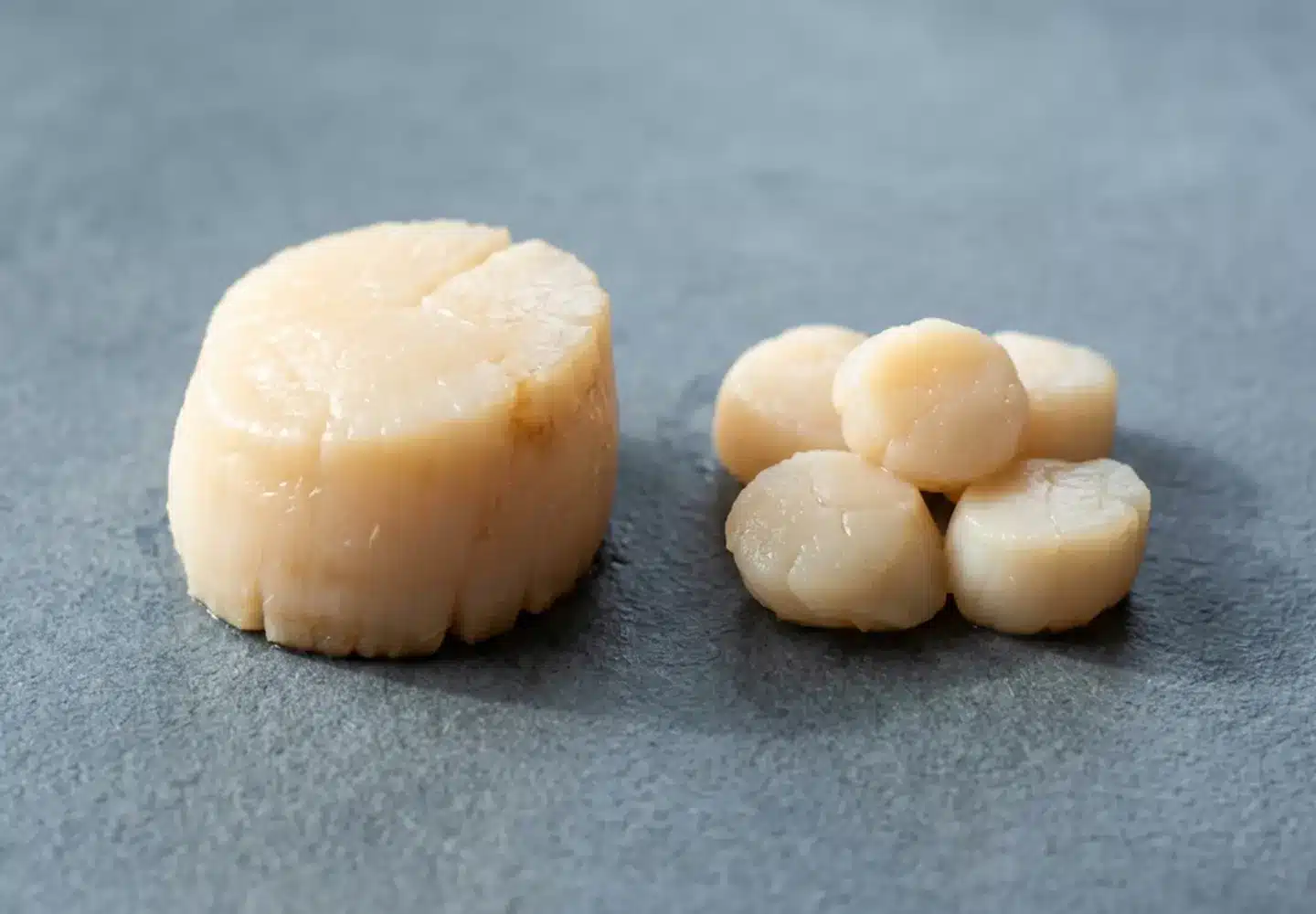 sea scallops vs bay scallops